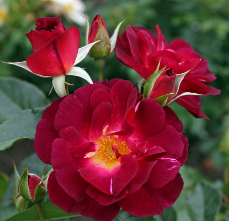 Strauchrose Ile de Fleurs ® Heckenzauber ® Kordes, 2019 - ADR-Rose - Wurzelware
