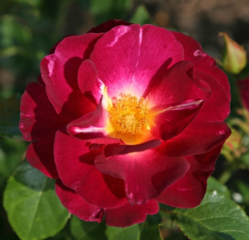 Ile de Fleurs