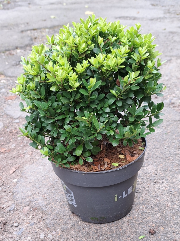 Buchsbaumersatz - Berg-Ilex - Ilex crenata Dark Green ®, immergrün, Kugel 30 cm, Co. 5 L