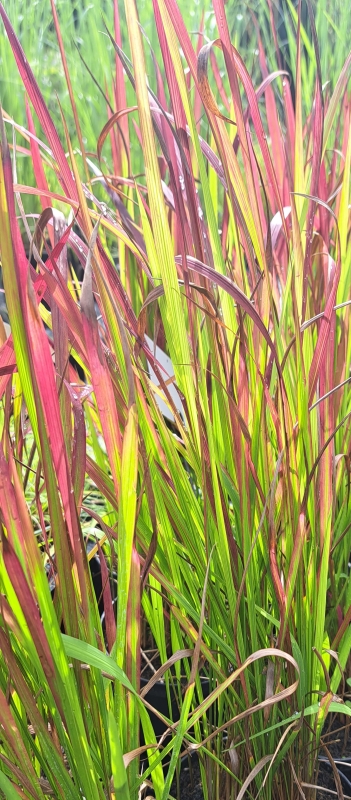 Japanisches Blutgras Red Baron, sehr zierend - Tb 9