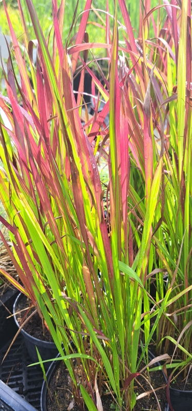 Japanisches Blutgras Red Baron, sehr zierend - Tb 9