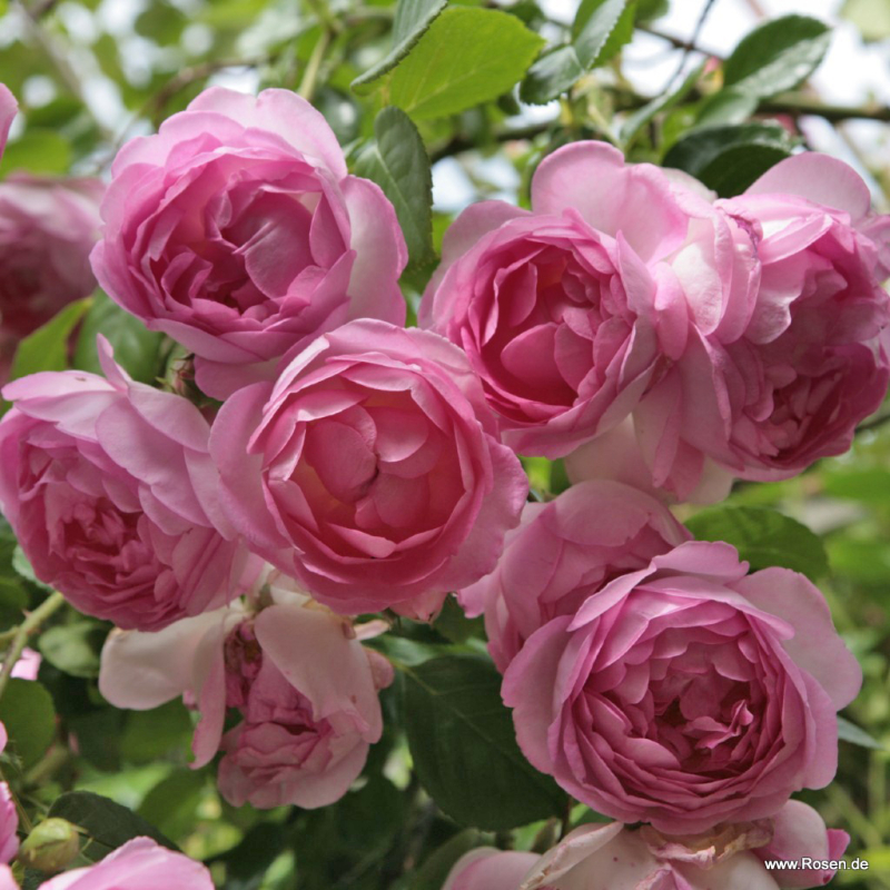 Kletterrose  Jasmina ® , Korkentex ® Kordes , 2005, ADR-Rose - Wurzelware