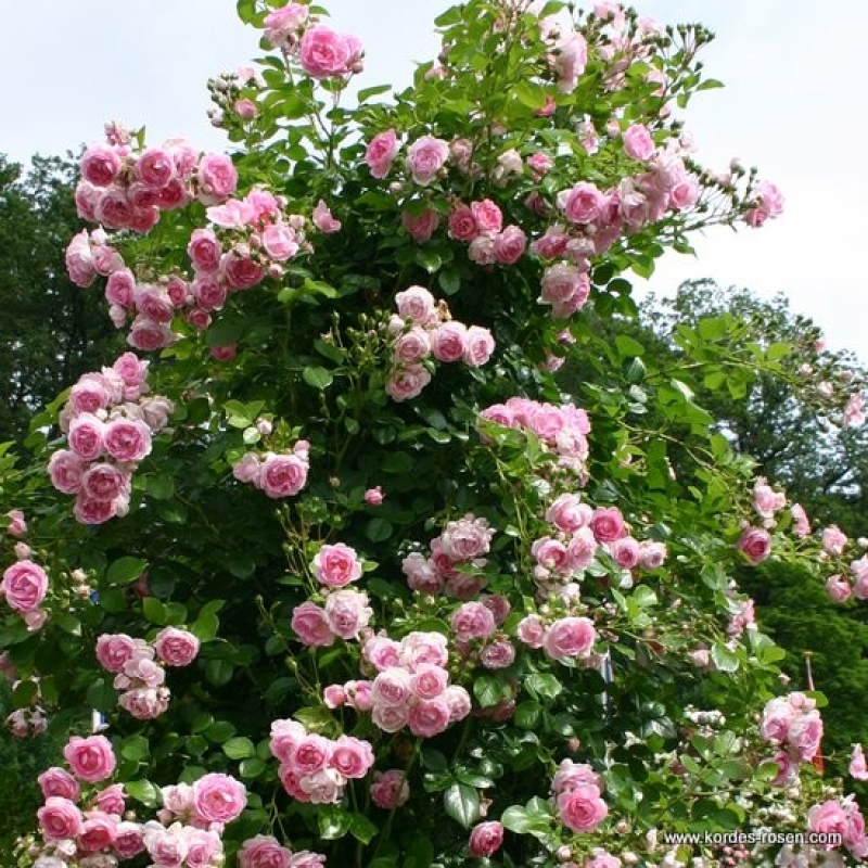 Kletterrose  Jasmina ® , Korkentex ® Kordes, 2005, ADR-Rose, Co. 5 L