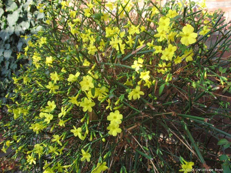 Echter Jasmin / Winter-Jasmin - gelber Winterblüher - 60-80 cm hoch - Co. 3 L