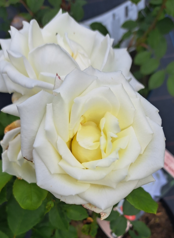 Edelrose Pape Jean Paul II ® / Johannes Paul II ® Jacsegra ®, Zary, vor 2006, reinweiß - Co. 5 L