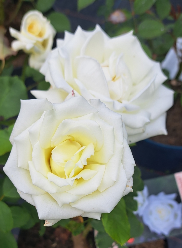 Edelrose Pape Jean Paul II ® / Johannes Paul II ® Jacsegra ®, Zary, vor 2006, reinweiß - Co. 5 L