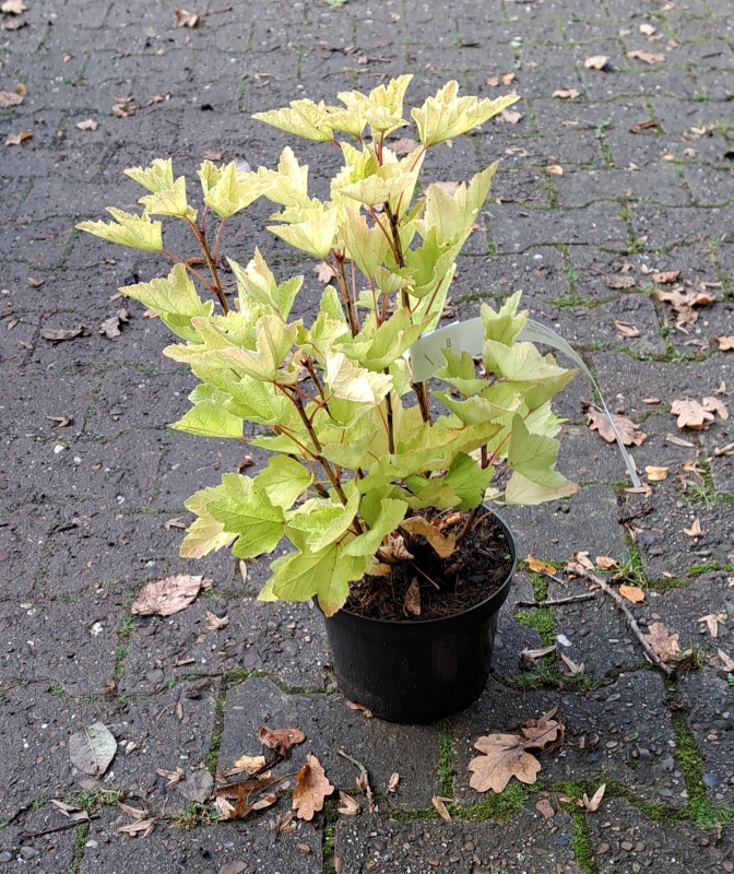 Rote Johannisbeere Rolan - Späte Reifezeit - 60-80 cm hoch - Co. 5 L