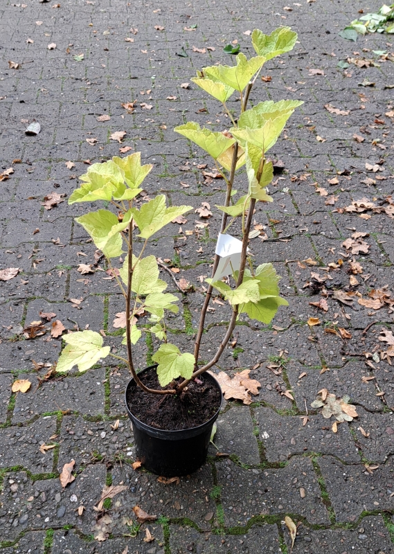 Rote Johannisbeere Rovada - mittlere Reifezeit - 60-80 cm - Co. 5 L