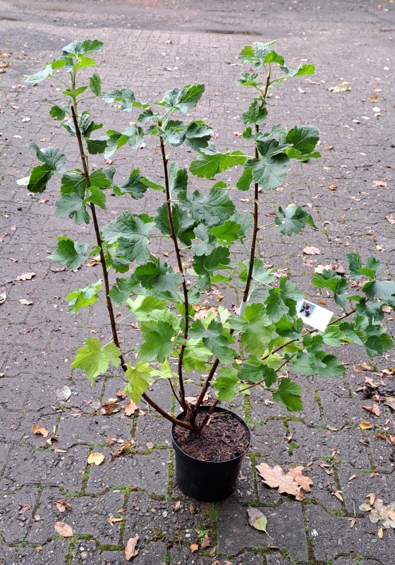 Jostabeere / Jochelbeere - Strauch - 60-80 cm - Co. 5 L