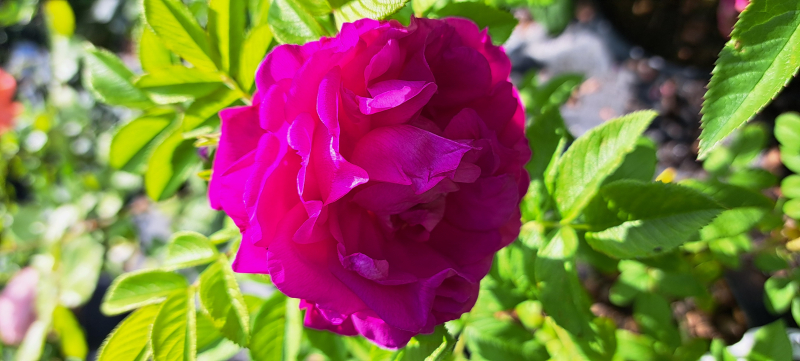 Strauchrose Junimond ® , Ruf vor 2017, Rosa rugosa, wurzelecht - Co. 5 L