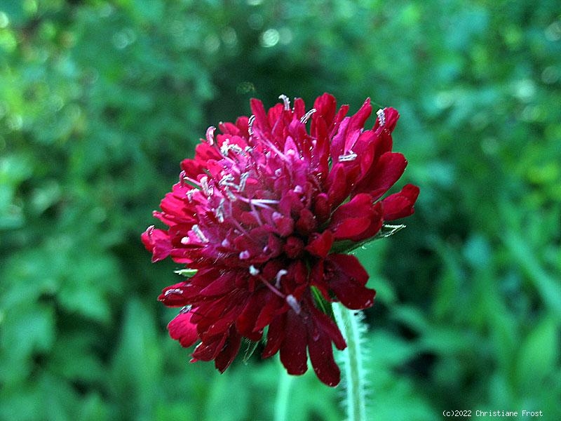 Mazedonische Witwenblume - weinrote Wildstaude - Co. 2 L