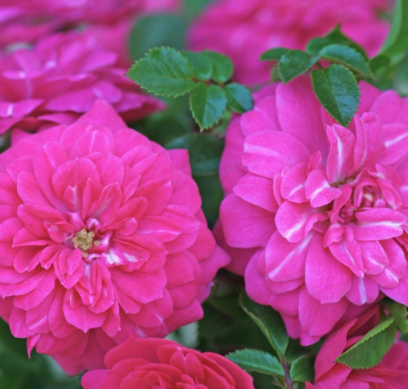 Bodendeckerrose  Knirps ® ,  Korverlandus ® , Kordes, ADR-Rose - Co. 5 L