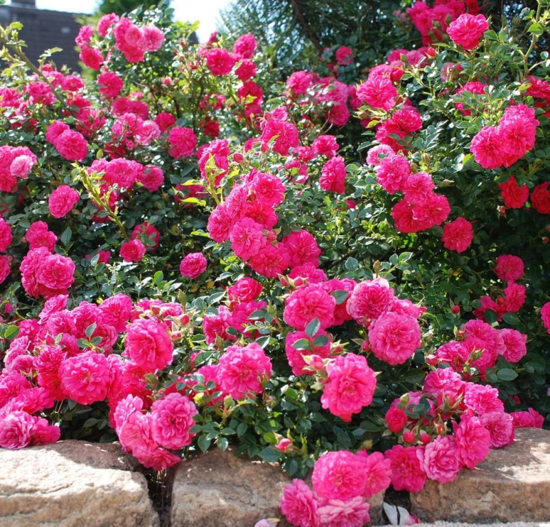 Bodendeckerrose  Knirps ® ,  Korverlandus ® , Kordes, ADR-Rose - Co. 5 L
