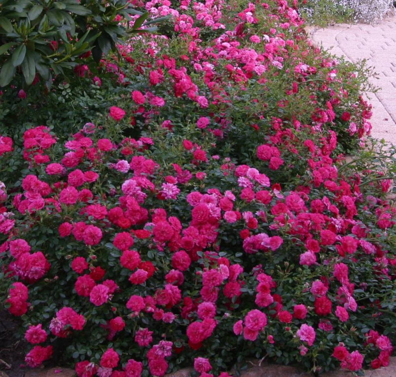 Bodendeckerrose  Knirps ® ,  Korverlandus ® , Kordes, ADR-Rose - Co. 5 L