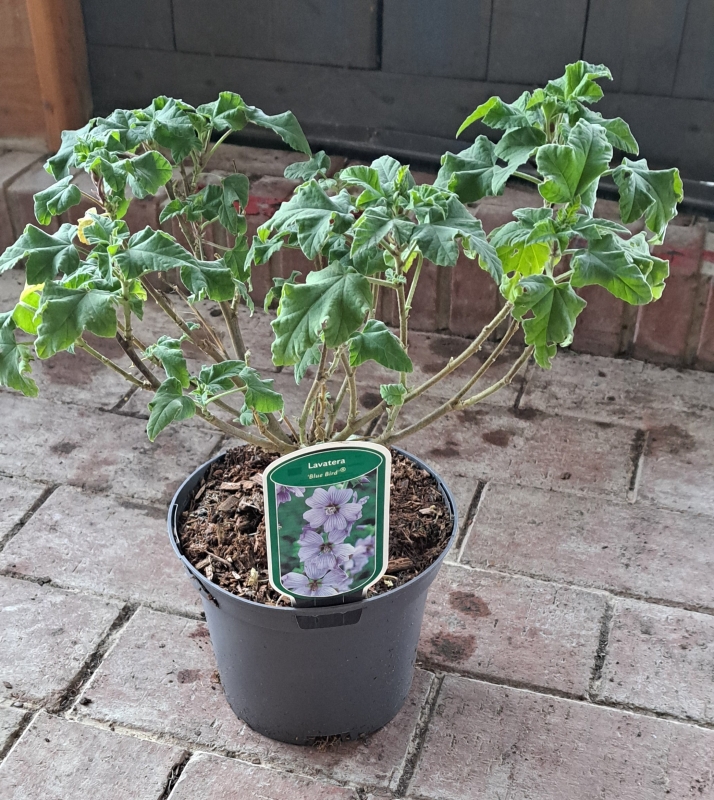 Garten-Busch-Malve Blue Bird, hellblau mit dunklerer Aderung -  Co. 3 L