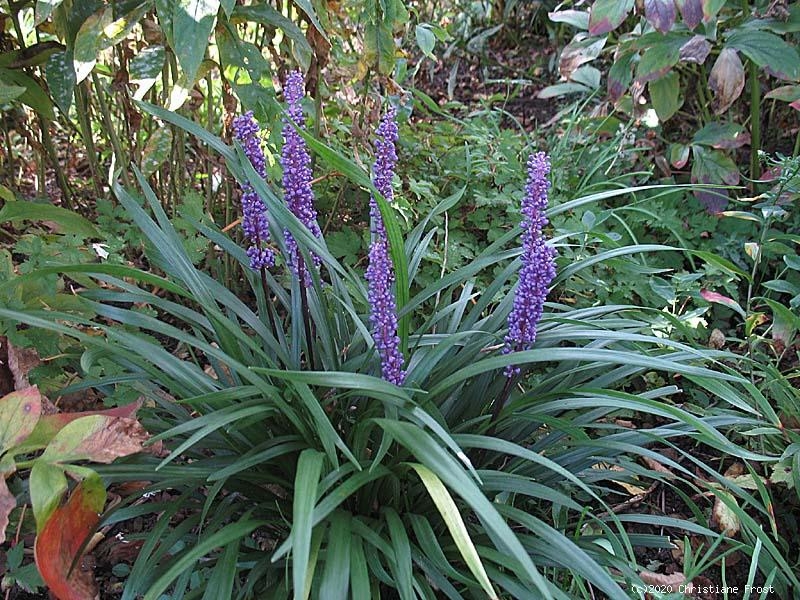 3 x Glöckchentraube Big Blue - blau - immergrün - TB 9