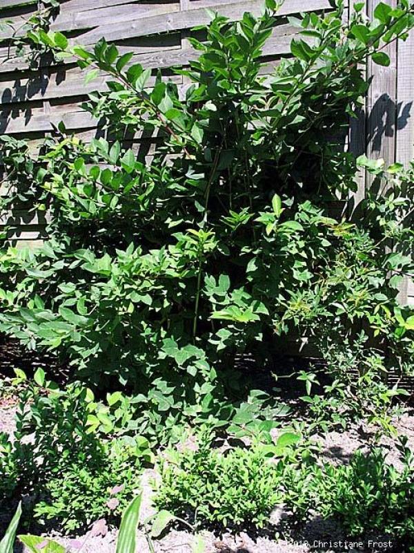 Winter-Heckenkirsche / Duft-Heckenkirsche Winter Beauty - Winterblüher - 40-60 cm - Co. 2 L