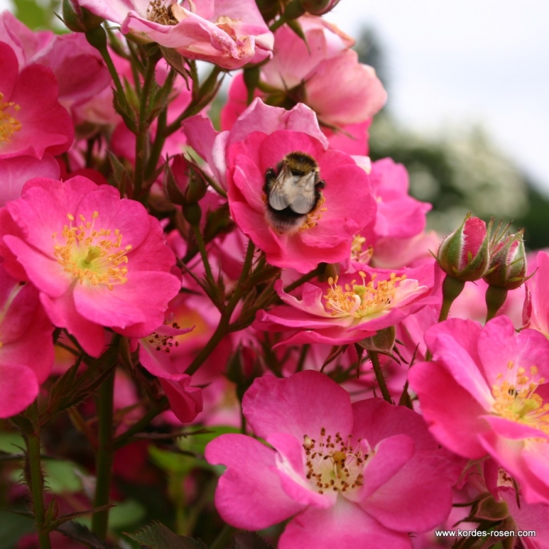 Miniaturrose  Lupo ® Kordwraul ® , Kordes, 2006, ADR-Rose - Wurzelware