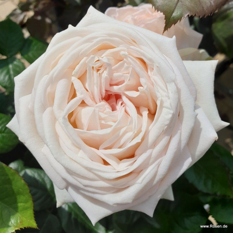 Edelrose Madame Anisette ® , Kordes, 2013, Parfuma ® Serie, ADR-Rose - Wurzelware