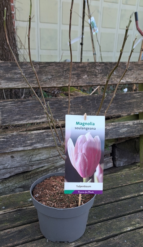 Tulpen-Magnolie - großblumig, reichblühend - 50-60 cm hoch - Co. 4 L