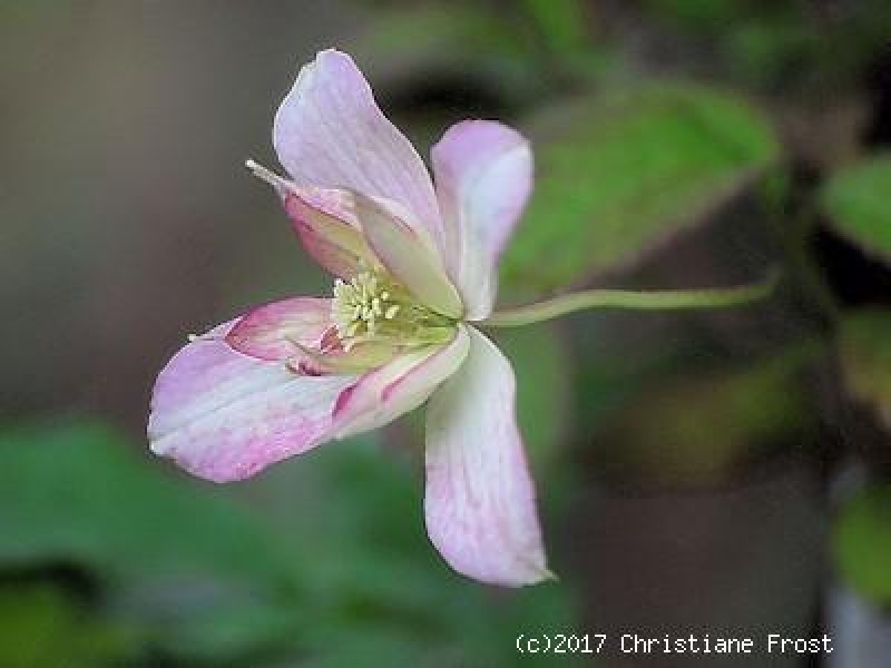 Clematis montana Marjorie - Waldrebe - rosa - 40-60 cm - Co. 2 L