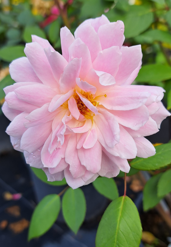 Englische Kletterrose Mary Delany ® Ausorts ® Austin, 2002 - Co. 5 L