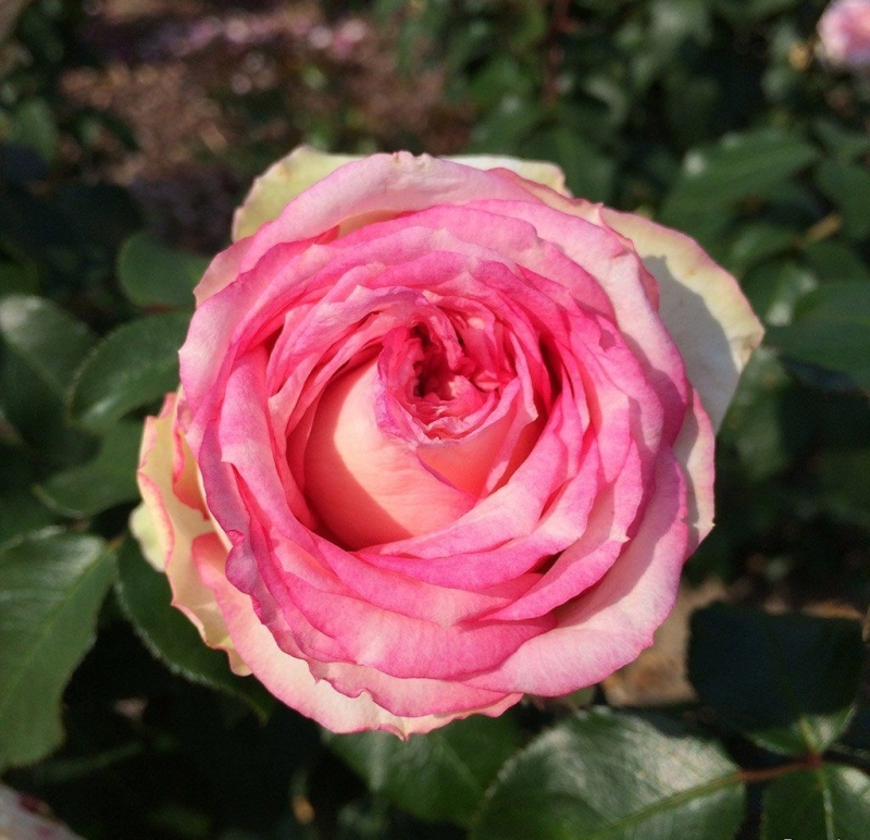 NEU - Edelrose  Meine Rose ® , KORethoro, Kordes, 2021, ADR-Rose - Co. 5 L