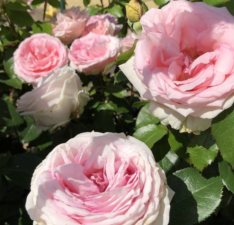 NEU - Edelrose  Meine Rose ® , KORethoro, Kordes, 2021, ADR-Rose - Co. 5 L