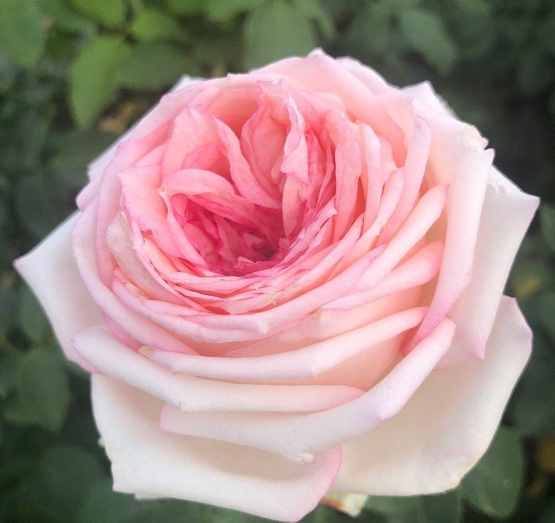 NEU - Edelrose  Meine Rose ® , KORethoro, Kordes, 2021, ADR-Rose - Co. 5 L