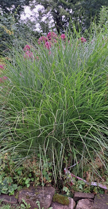 Garten-Chinaschilf Gracillimus , Co. 3 L