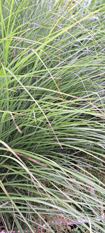 Garten-Chinaschilf Gracillimus , Co. 3 L