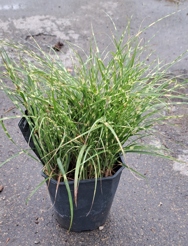 Kleines Zebra-Chinaschilf Little Zebra, quergestreift , Co. 5 L