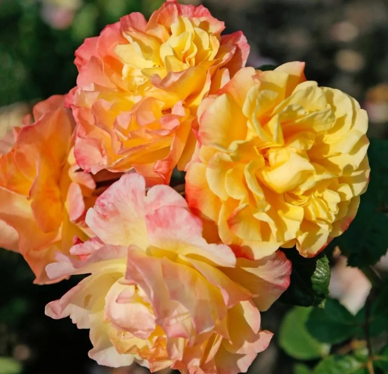 Kletterrose  Moonlight ® , Korklemol ® Kordes, 2004 - Co. 5 L
