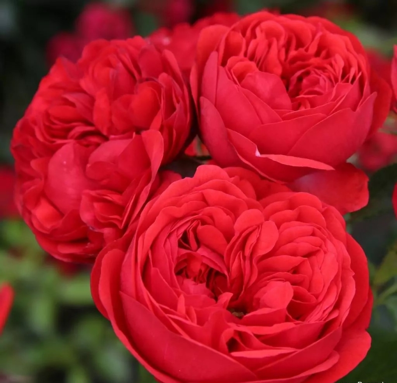 Beetrose Out of Rosenheim ®  Kormarkron ® Kordes, 2010 - Co. 5 L