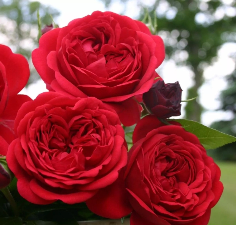 Beetrose Out of Rosenheim ®  Kormarkron ® Kordes, 2010 - Co. 5 L