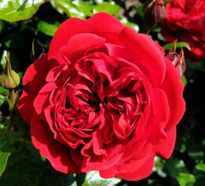 Beetrose Out of Rosenheim ®  Kormarkron ® Kordes, 2010 - Co. 5 L