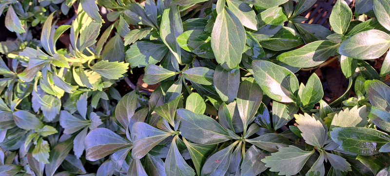 Dickmännchen, Pachysandra terminalis,  immergrüner Bodendecker, Tb 10