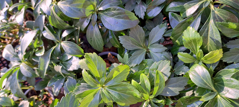 Dickmännchen, Pachysandra terminalis,  immergrüner Bodendecker, Tb 10
