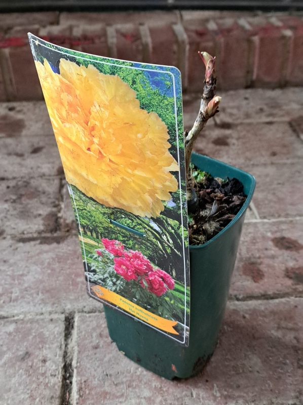 Strauch-Pfingstrose Hai Huang - gelb - Tb 12