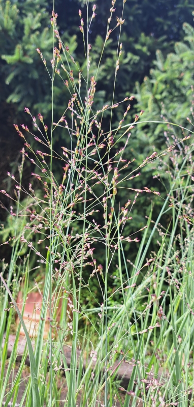 3 x Bläuliche Rutenhirse Heavy Metal , TB 9