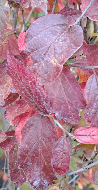 Eisenholzbaum - Parrotia persica - schönste Herbstfärbung - 50-60 cm hoch - Co. 3,5 LCo.