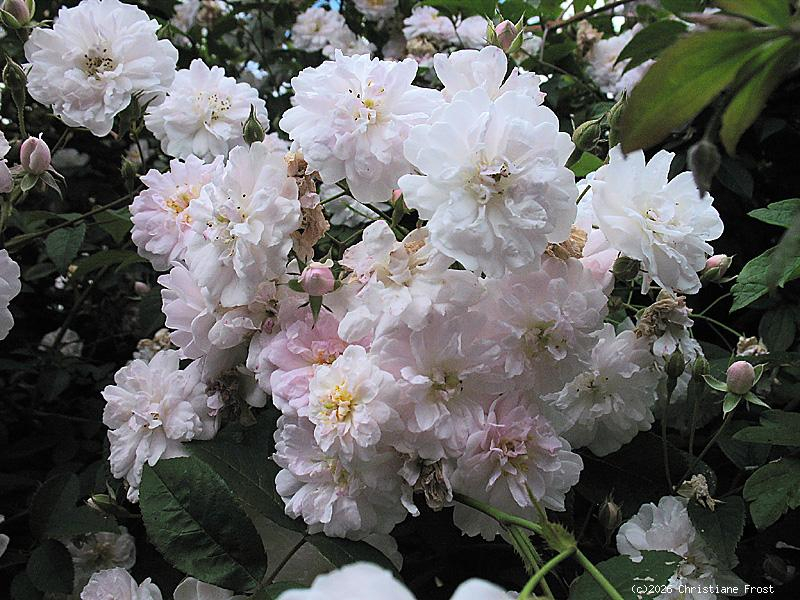 Historische Ramblerrose  Paul `s Himalayan Musk Rambler   Paul , 1916 - Wurzelware