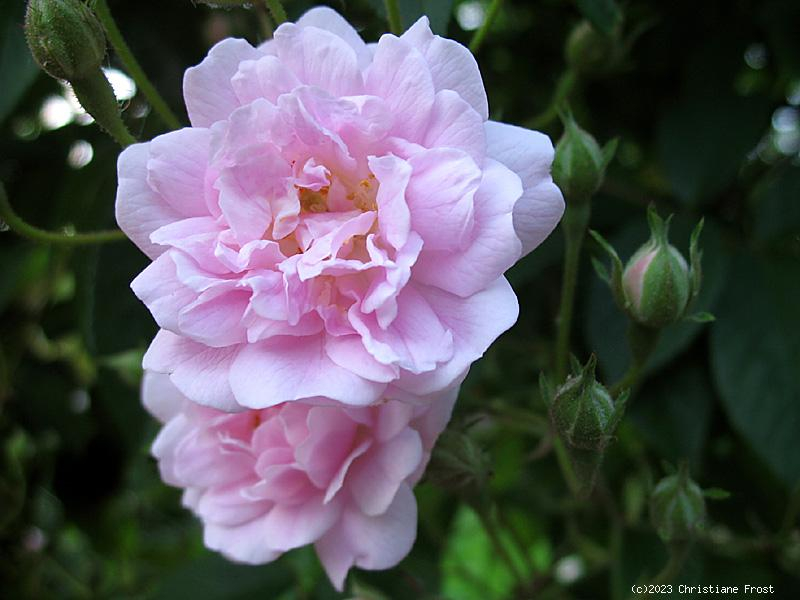 Historische Ramblerrose  Paul `s Himalayan Musk Rambler   Paul , 1916 - Wurzelware