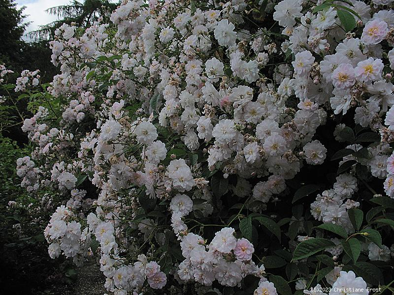 Historische Ramblerrose  Paul `s Himalayan Musk Rambler   Paul , 1916 - Wurzelware