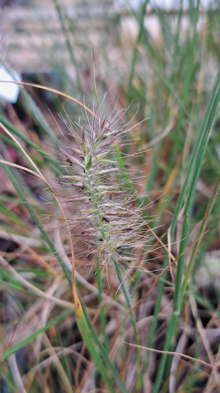 Kleines Lampenputzergras Little Bunny, Tb 9