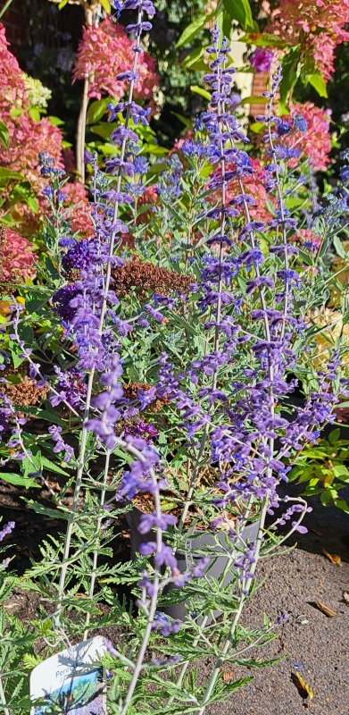 Blauraute Blue Spire - duftender Sommerblüher, Bienenweide - Co. 3 L