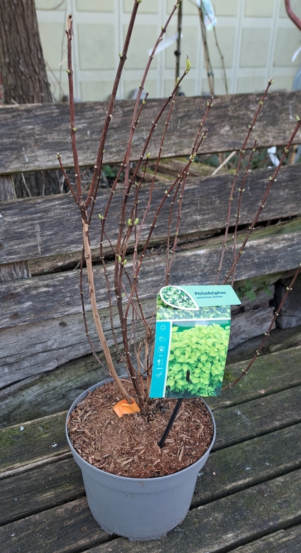 Gelblaubiger Bauernjasmin / Pfeifenstrauch Aureus - offene, weiße Blüten - 50-60 cm hoch - Co. 5 L