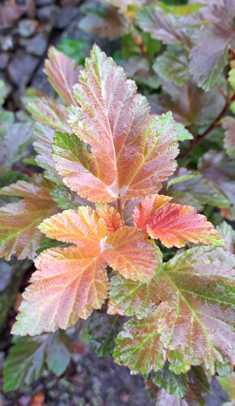 Kupferfarbige Blasenspiere Amber Jubilee ® - 50-60 cm hoch - Co. 3,5 L