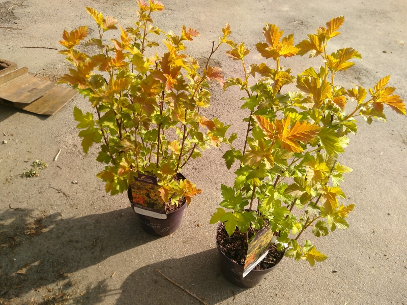 Kupferfarbige Blasenspiere Amber Jubilee ® - 50-60 cm hoch - Co. 3,5 L