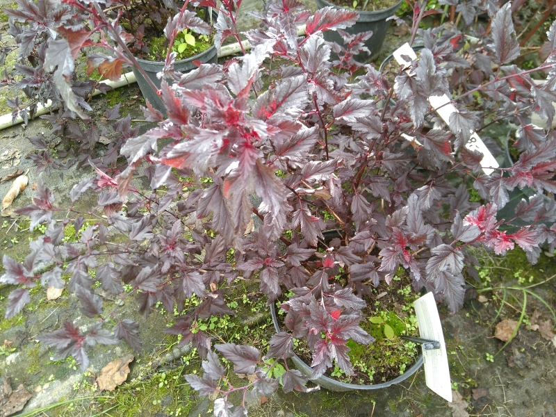 Physostegia All Black